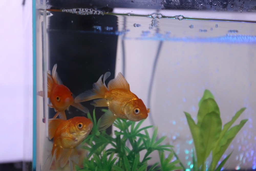 Taking Care of Fish | MOHDC SmartStart Nature Academy